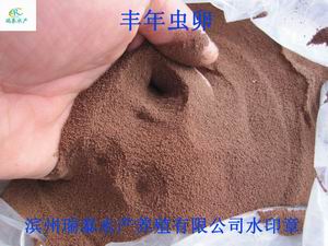 滨州瑞泰公司丰年虫卵 滨州瑞泰公司丰年虫卵